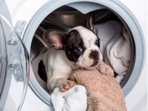 Нова універсальна пральна машина Samsung 4-в-1